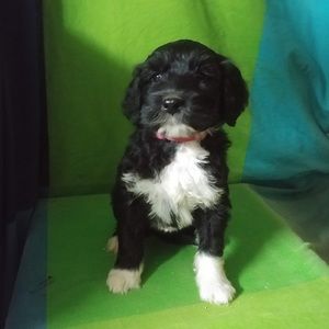 Meet your Posher, Giant